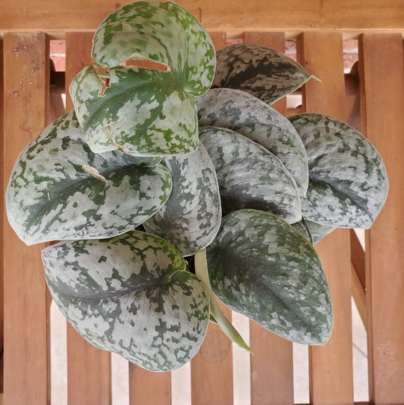 SOLD 🌱Scindapsus Pictus Exotica 3.5" pot - Picture 3 of 11